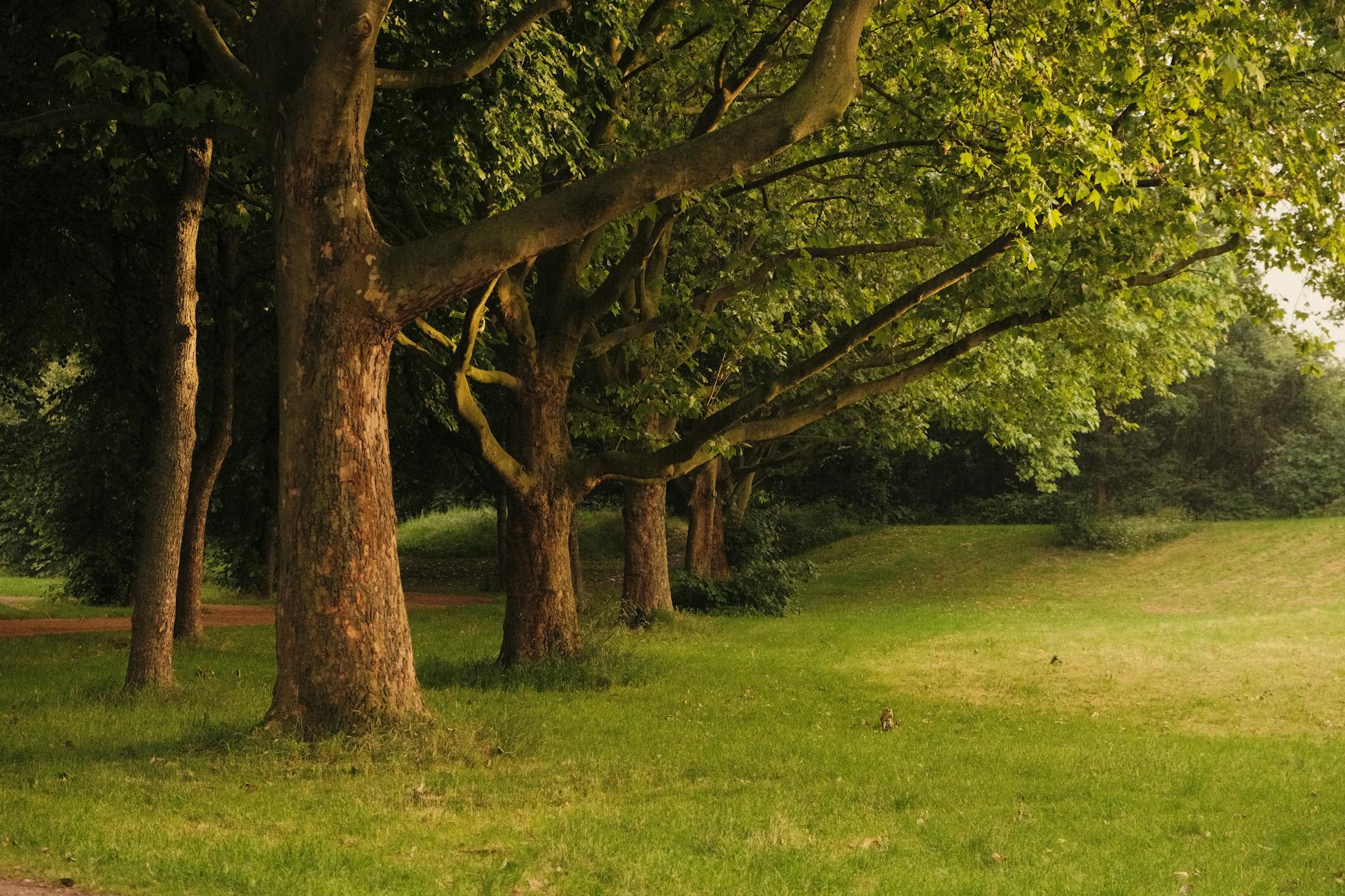 Poza wglądem: Łączenie psychoanalizy z terapią akceptacji i zaangażowania